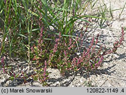 Chenopodium rubrum