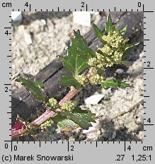 Chenopodium rubrum