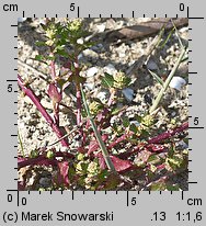 Chenopodium rubrum