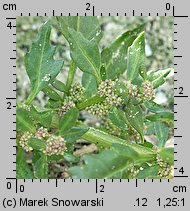 Chenopodium rubrum