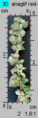 Atriplex prostrata ssp. prostrata (łoboda oszczepowata typowa)