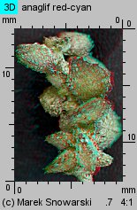 Atriplex prostrata ssp. prostrata (łoboda oszczepowata typowa)