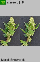 Chenopodium rubrum