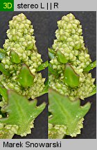 Chenopodium rubrum