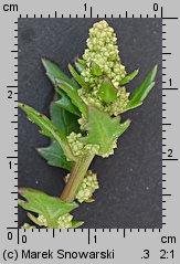 Chenopodium rubrum