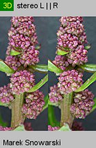 Chenopodium rubrum