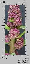 Chenopodium rubrum