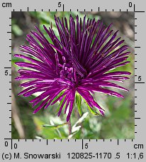 Callistephus chinensis (aster chiński)