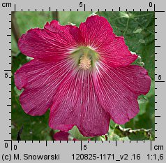 Alcea rosea (malwa różowa)