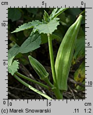 Hibiscus esculentus (ketmia jadalna)