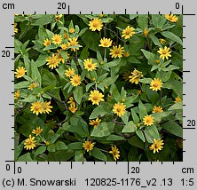 Melampodium paludosum (melampodium (ogr.))