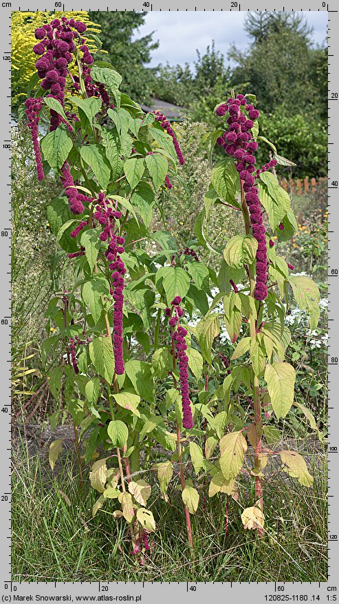 Amaranthus caudatus (szarłat zwisły)