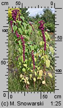 Amaranthus caudatus (szarłat zwisły)