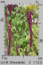 Amaranthus caudatus (szarłat zwisły)