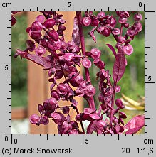 Atriplex hortensis (łoboda ogrodowa)