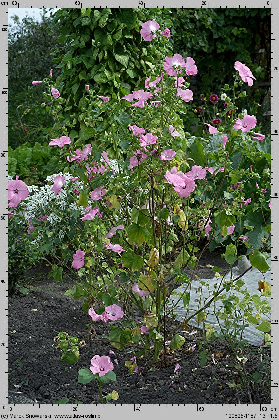 Lavatera trimestris (ślazówka letnia)