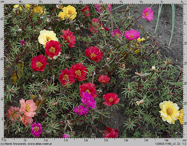 Portulaca grandiflora (portulaka wielkokwiatowa)