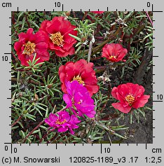 Portulaca grandiflora (portulaka wielkokwiatowa)