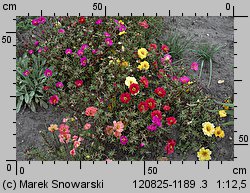 Portulaca grandiflora (portulaka wielkokwiatowa)