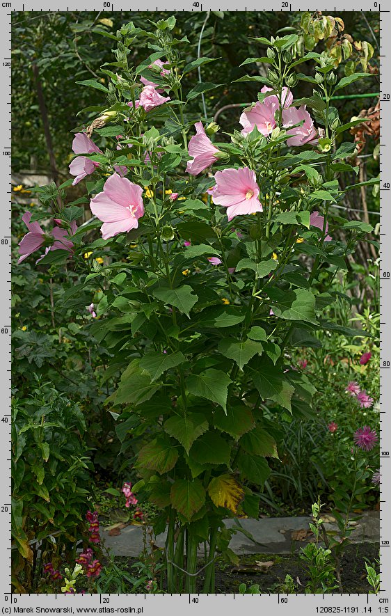 Hibiscus moscheutos (ketmia bagienna)