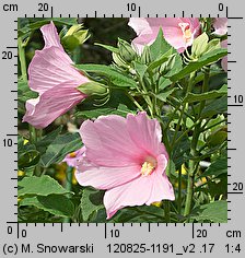 Hibiscus moscheutos (ketmia bagienna)