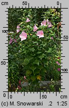 Hibiscus moscheutos (ketmia bagienna)