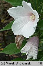 Hibiscus moscheutos (ketmia bagienna)