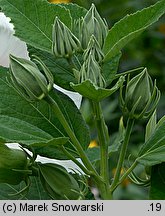 Hibiscus moscheutos (ketmia bagienna)