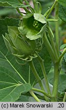 Hibiscus moscheutos (ketmia bagienna)