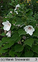 Hibiscus moscheutos (ketmia bagienna)