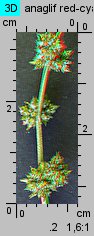 Atriplex patula (łoboda rozłożysta)