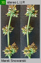 Atriplex patula (łoboda rozłożysta)