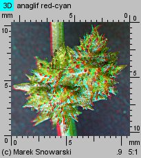 Atriplex patula (łoboda rozłożysta)