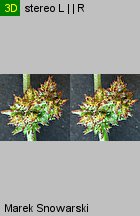 Atriplex patula (łoboda rozłożysta)