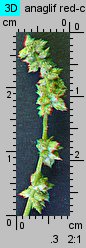 Atriplex patula (łoboda rozłożysta)