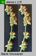Atriplex patula (łoboda rozłożysta)