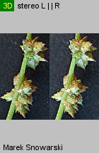 Atriplex patula (łoboda rozłożysta)