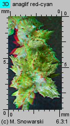 Atriplex patula (łoboda rozłożysta)