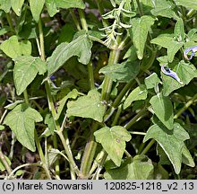 Salvia patens (szałwia otwarta)