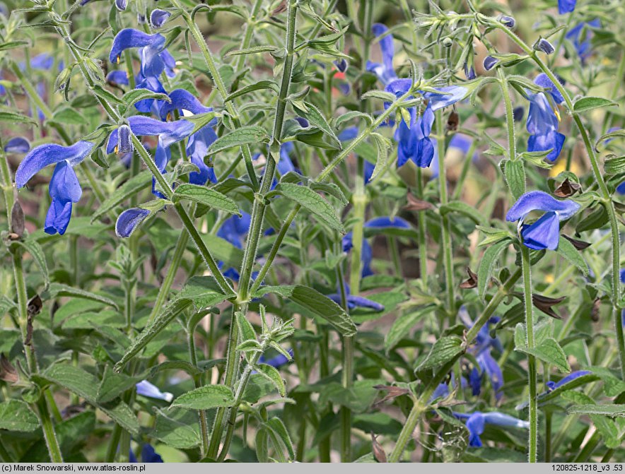 Salvia patens (szałwia otwarta)