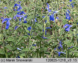 Salvia patens (szałwia otwarta)