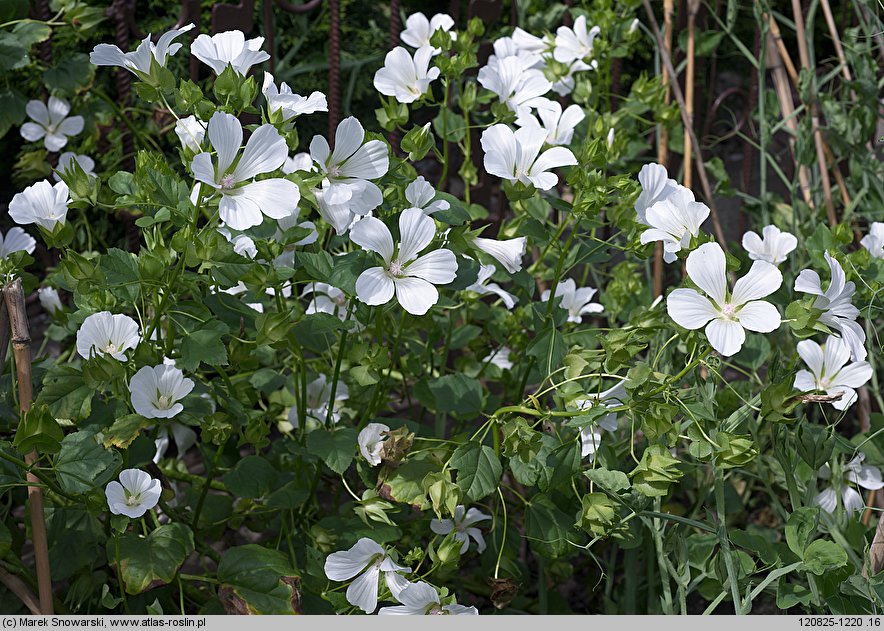 Malope trifida (ślęzawa trójwrębna)