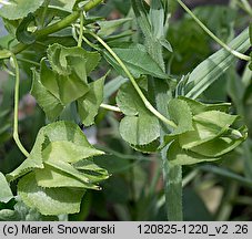 Malope trifida (ślęzawa trójwrębna)