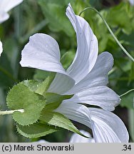 Malope trifida (ślęzawa trójwrębna)