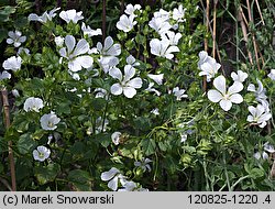 Malope trifida (ślęzawa trójwrębna)