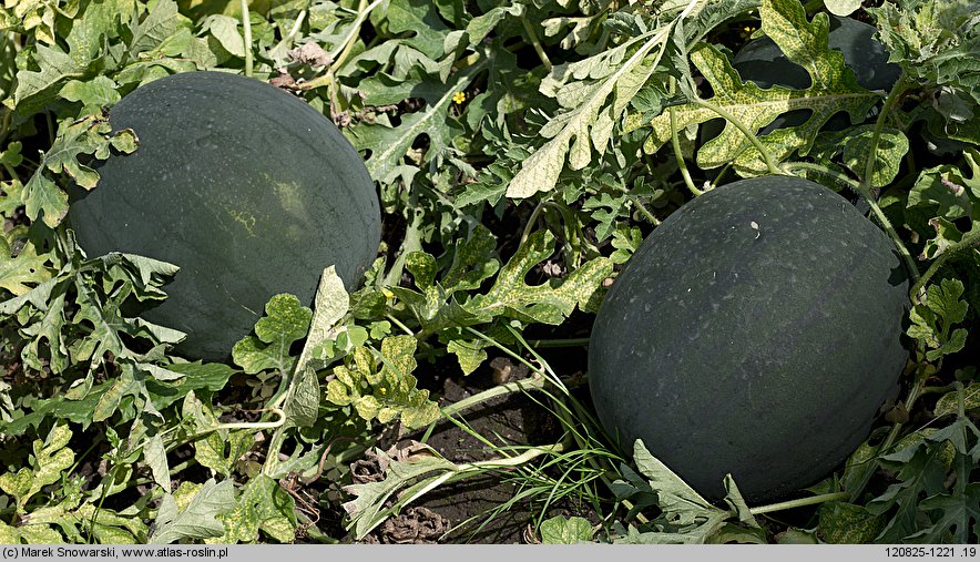Citrullus lanatus cv. Janosik (arbuz odm. Janosik)