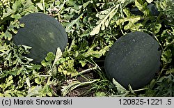 Citrullus lanatus cv. Janosik (arbuz odm. Janosik)