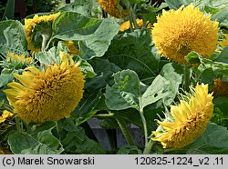 Helianthus annuus (słonecznik zwyczajny)