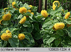 Helianthus annuus (słonecznik zwyczajny)