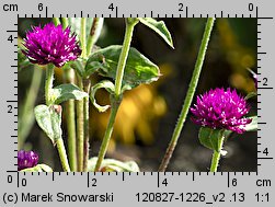 Gomphrena globosa (gomfrena kulista)